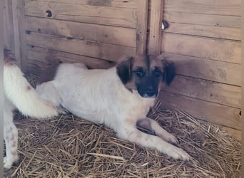 Claire, Hündin, *ca. 10.09.2023, klein bis kniehoch, neugierig, sanft, unsicher