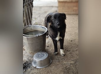 Clarissa, Hündin, *ca. 28.09.2025, ca. kniehoch werdend, freundlich, liebt Streicheleinheiten, versp