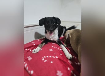 Silja, Hündin,*ca. 08.02.2025, ca. kniehoch, unsicher, aber möchte gerne vertrauen, sucht Körperkont