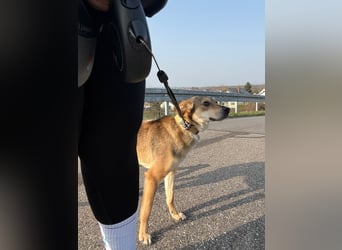 Alany(Gianna), Hündin, *ca. 11.2.24, SH ca. 45 cm, ca. 17kg, sehr unsicher, menschenbezogen, lieb.