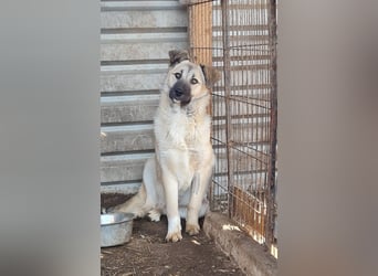 Vicky, Hündin, * 01.08.2025, vermutlich kniehoch werdend, schüchtern, sanft, neugierig, verspielt, s