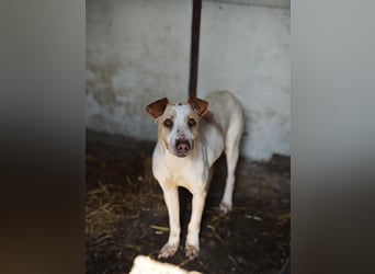 Toffee, Rüde, *ca. 16.02.2020, ca. kniehoch bis mittelgroß, vorsichtig, zurückhaltend, interessiert,