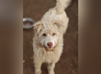 Jupp, Rüde, *ca. 10.04.2024, ca. kniehoch, vorsichtig, freundlich, lustig, verspielt, verschmust