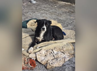 Wolfi, Rüde, *ca. 10.11.2023, ca. kniehoch, menschenbezogen, sozial, freundlich