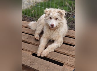 Jupp, Rüde, *ca. 10.04.2024, ca. kniehoch, vorsichtig, freundlich, lustig, verspielt, verschmust