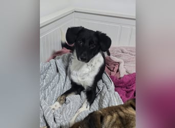 Silja, Hündin,*ca. 08.02.2025, ca. kniehoch, unsicher, aber möchte gerne vertrauen, sucht Körperkont