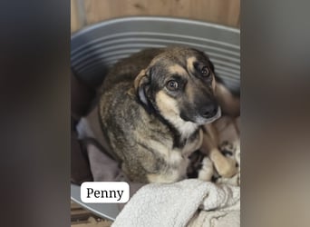 Penny, Hündin, *ca. 10.01.2020, ca. kniehoch bis knapp über Knie, lebensfroh, liebevoll, kuschelt ge