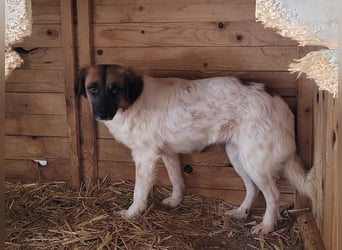 Claire, Hündin, *ca. 10.09.2023, klein bis kniehoch, neugierig, sanft, unsicher