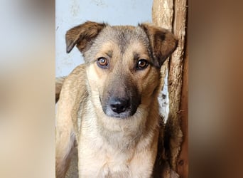 Becky, Hündin, *ca. 20.10.2022, ca. knapp unters Knie, zart, schüchtern, neugierig, sozial