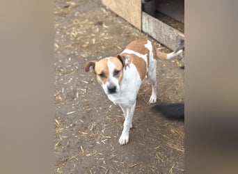 Nara, Hündin, *ca. Dezember 2019, ca. 50 cm, freundlich, ruhig, sozial, verschmust