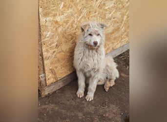 Jupp, Rüde, *ca. 10.04.2024, ca. kniehoch, vorsichtig, freundlich, lustig, verspielt, verschmust