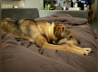 Alany(Gianna), Hündin, *ca. 11.2.24, SH ca. 45 cm, ca. 17kg, sehr unsicher, menschenbezogen, lieb.