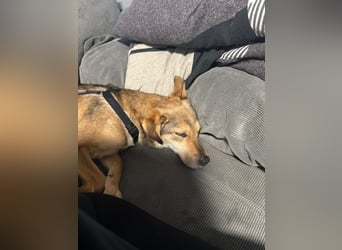 Alany(Gianna), Hündin, *ca. 11.2.24, SH ca. 45 cm, ca. 17kg, sehr unsicher, menschenbezogen, lieb.