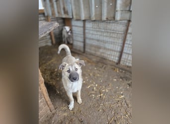 Vicky, Hündin, * 01.08.2025, vermutlich kniehoch werdend, schüchtern, sanft, neugierig, verspielt, s