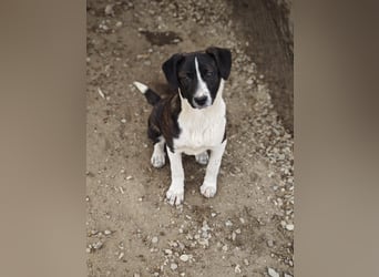 Hedda, Hündin, *ca. 02.10.2025, ca. kniehoch werdend, menschenbezogen, lieb, temperamentvoll, aufges