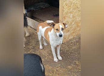 Nara, Hündin, *ca. Dezember 2019, ca. 50 cm, freundlich, ruhig, sozial, verschmust