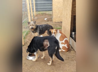 Nara, Hündin, *ca. Dezember 2019, ca. 50 cm, freundlich, ruhig, sozial, verschmust