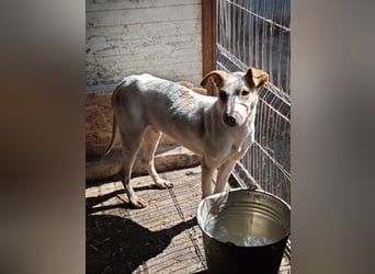Toffee, Rüde, *ca. 16.02.2020, ca. kniehoch bis mittelgroß, vorsichtig, zurückhaltend, interessiert,