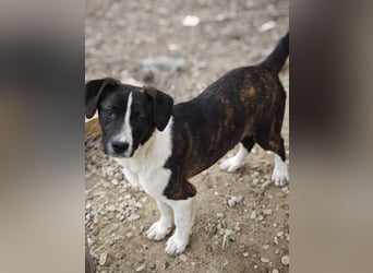 Hedda, Hündin, *ca. 02.10.2025, ca. kniehoch werdend, menschenbezogen, lieb, temperamentvoll, aufges