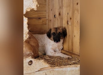 Claire, Hündin, *ca. 10.09.2023, klein bis kniehoch, neugierig, sanft, unsicher