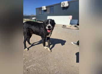 Wolfi, Rüde, *ca. 10.11.2023, ca. kniehoch, menschenbezogen, sozial, freundlich