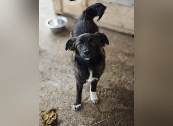 Clarissa, Hündin, *ca. 28.09.2025, ca. kniehoch werdend, freundlich, liebt Streicheleinheiten, versp