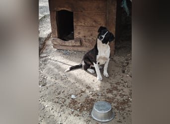 Hedda, Hündin, *ca. 02.10.2025, ca. kniehoch werdend, menschenbezogen, lieb, temperamentvoll, aufges