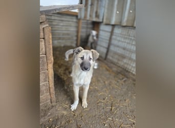 Vicky, Hündin, * 01.08.2025, vermutlich kniehoch werdend, schüchtern, sanft, neugierig, verspielt, s