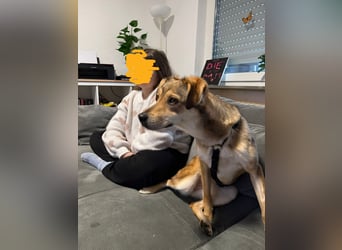 Alany(Gianna), Hündin, *ca. 11.2.24, SH ca. 45 cm, ca. 17kg, sehr unsicher, menschenbezogen, lieb.