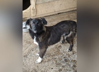 Clarissa, Hündin, *ca. 28.09.2025, ca. kniehoch werdend, freundlich, liebt Streicheleinheiten, versp