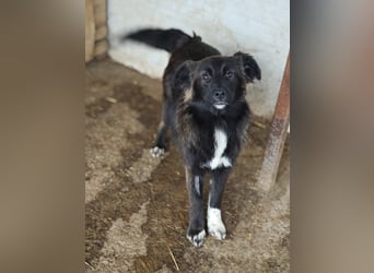 Clarissa, Hündin, *ca. 28.09.2025, ca. kniehoch werdend, freundlich, liebt Streicheleinheiten, versp