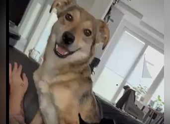 Alany(Gianna), Hündin, *ca. 11.2.24, SH ca. 45 cm, ca. 17kg, sehr unsicher, menschenbezogen, lieb.