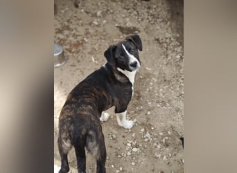 Hedda, Hündin, *ca. 02.10.2025, ca. kniehoch werdend, menschenbezogen, lieb, temperamentvoll, aufges