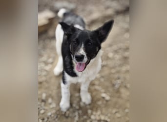 Hedi, Hündin, *ca. 02.10.2025, ca. kniehoch werdend, menschenbezogen, aufgeschlossen, fröhlich