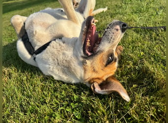 Nara, Hündin, kastriert, *ca.9.12.2019, ca. 50 cm, ca. 21 kg, freundlich, ruhig, sozial, verschmust