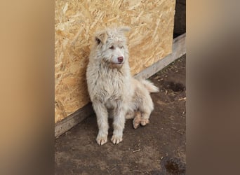 Jupp, Rüde, *ca. 10.04.2024, ca. kniehoch, vorsichtig, freundlich, lustig, verspielt, verschmust