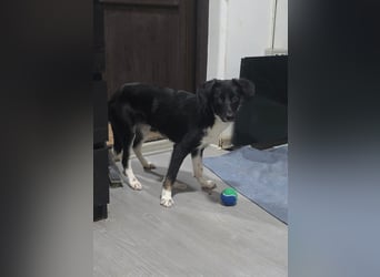 Silja, Hündin,*ca. 08.02.2025, ca. kniehoch, unsicher, aber möchte gerne vertrauen, sucht Körperkont