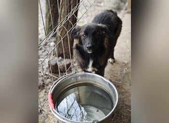 Clarissa, Hündin, *ca. 28.09.2025, ca. kniehoch werdend, freundlich, liebt Streicheleinheiten, versp