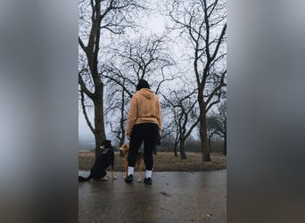 Alany(Gianna), Hündin, *ca. 11.2.24, SH ca. 45 cm, ca. 17kg, sehr unsicher, menschenbezogen, lieb.