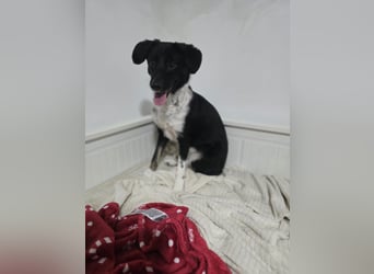 Silja, Hündin,*ca. 08.02.2025, ca. kniehoch, unsicher, aber möchte gerne vertrauen, sucht Körperkont