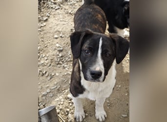 Hedda, Hündin, *ca. 02.10.2025, ca. kniehoch werdend, menschenbezogen, lieb, temperamentvoll, aufges