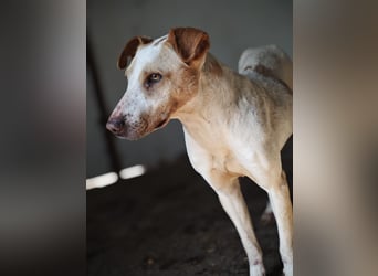 Toffee, Rüde, *ca. 16.02.2020, ca. kniehoch bis mittelgroß, vorsichtig, zurückhaltend, interessiert,