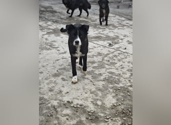 Wolfi, Rüde, *ca. 10.11.2023, ca. kniehoch, menschenbezogen, sozial, freundlich