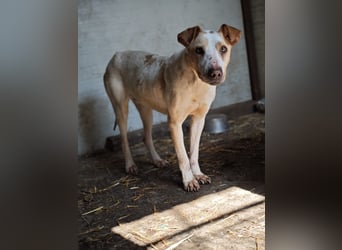 Toffee, Rüde, *ca. 16.02.2020, ca. kniehoch bis mittelgroß, vorsichtig, zurückhaltend, interessiert,