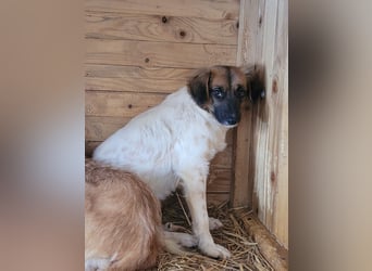 Claire, Hündin, *ca. 10.09.2023, klein bis kniehoch, neugierig, sanft, unsicher