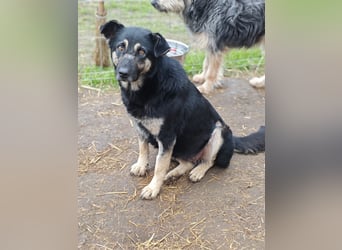 Savannah, Hündin, *ca. 10.01.2021, SH ca. mittelgroß, Mädel, liebevoll, schlau, gerne im Freien, ent