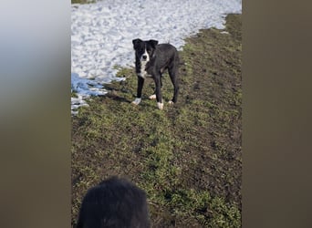 Wolfi, Rüde, *ca. 10.11.2023, ca. kniehoch, menschenbezogen, sozial, freundlich