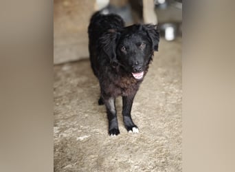 Pucki, Rüde, *ca. 27.09.2025, vermutlich kniehoch werdend, Wirbelwind, neugierig, verschmust, fröhli