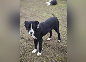 Wolfi, Rüde, *ca. 10.11.2023, ca. kniehoch, menschenbezogen, sozial, freundlich