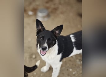 Hedi, Hündin, *ca. 02.10.2025, ca. kniehoch werdend, menschenbezogen, aufgeschlossen, fröhlich